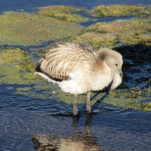 Flamingo kid